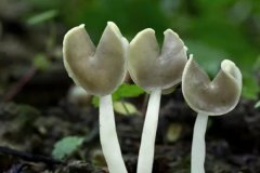 食用菌種類(lèi)有哪些？常見(jiàn)食用菌種類(lèi)簡(jiǎn)介