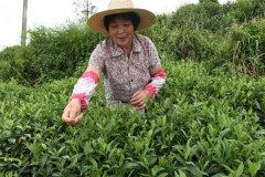 茶葉采摘方法 茶葉合理采摘的要求有哪些？