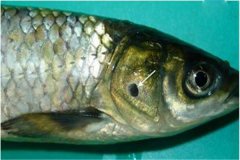 養(yǎng)魚怎樣防治細菌性爛鰓病？