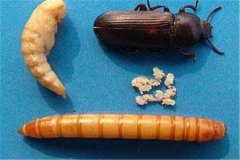 黃粉蟲卵、幼蟲、蛹和成蟲的形態(tài)特征介紹