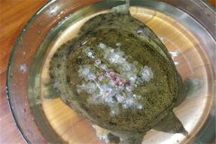 怎樣防治甲魚白斑??？
