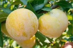 奈李產(chǎn)地是哪里，奈李什么時(shí)候成熟上市？