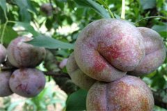 三華李產(chǎn)地是哪里，三華李怎樣栽培與管理
