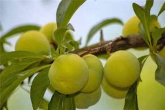 蜂糖李產(chǎn)地在哪里？適合在哪些地區(qū)種植？