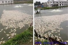 池塘魚中毒與泛塘有什么區(qū)別，如何辯別？