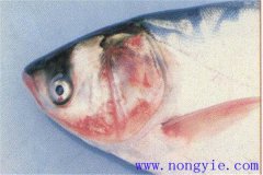 魚細(xì)菌性敗血癥的癥狀、發(fā)病原因和治療方法