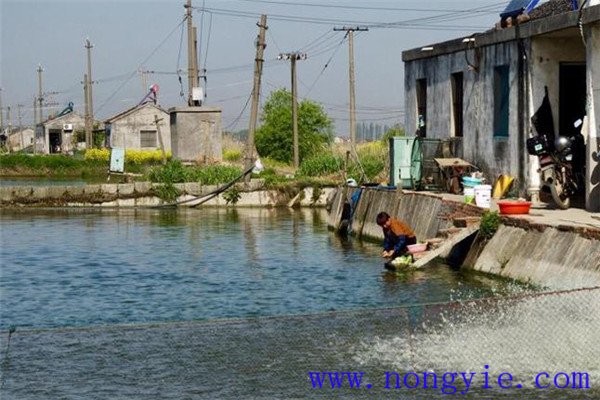 魚(yú)、鵝綜合養(yǎng)殖注意事項(xiàng)