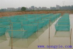 黑魚1齡魚苗放養(yǎng)密度、培育方法和越冬管理