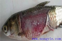 淡水魚細(xì)菌性爛鰓病如何治療，用什么藥防治？