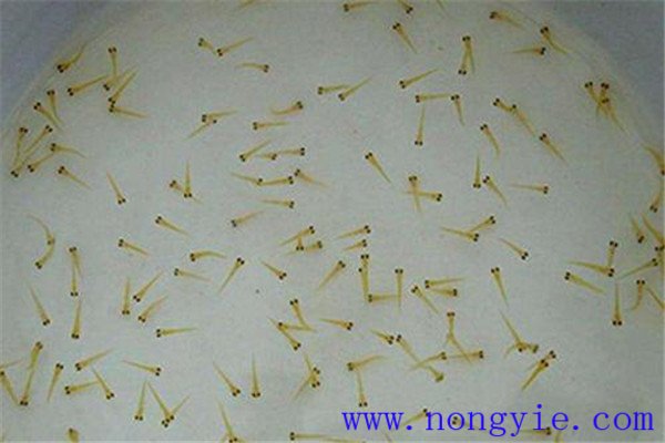 培育魚(yú)苗、魚(yú)種需要哪些工具