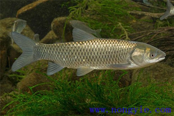 鰱、鳙、草魚
