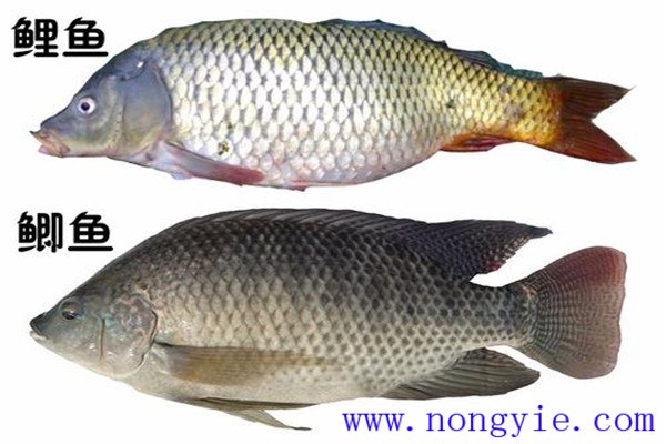 鯉魚、鯽魚