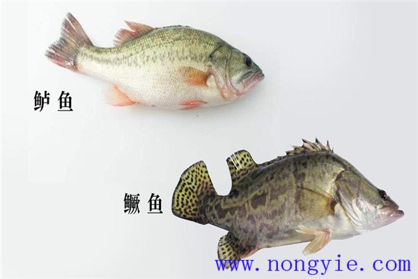 鱖魚、烏鱧、加州鱸