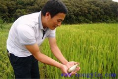 稻田養(yǎng)魚為什么不普及，其限制性因素有哪些？