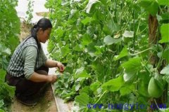 厚皮甜瓜整枝方式、整枝技術(shù)要點(diǎn)與注意事項