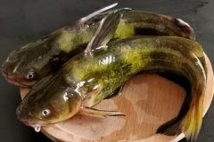 如何宰殺黃骨魚、怎么清洗，怎么挑選黃骨魚