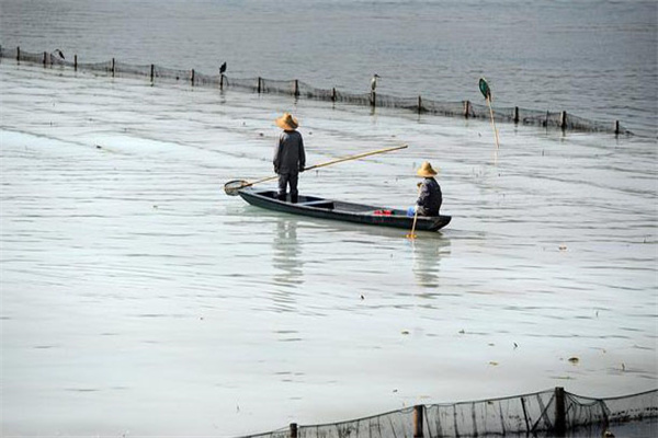清除野雜魚，減少爭(zhēng)食者