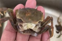 海水蟹類脫殼期死亡的原因是什么，如何處理？