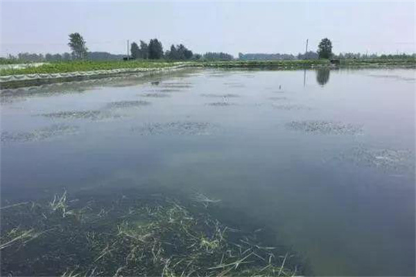 栽種水草，嚴(yán)格管護(hù)