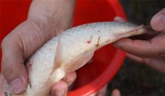 怎樣防治魚的中華魚鳋病，其癥狀表現(xiàn)如何？