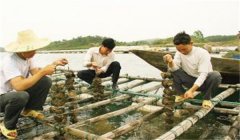 河蚌怎樣采捕、運(yùn)輸與暫養(yǎng)