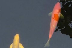 錦鯉魚(yú)幾天喂一次比較好，一次喂多少合適