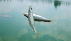 釣到的白條魚能養(yǎng)活嗎？釣白條魚要注意什么？