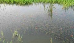 小龍蝦池塘養(yǎng)殖管理技術