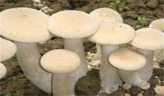 食用菌有哪些營(yíng)養(yǎng)類(lèi)型:腐生性、共生性、寄生性