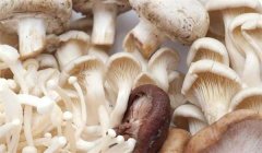 生活中常見(jiàn)的食用菌有哪些種類(lèi)？
