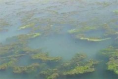 龍蝦池塘中的青苔怎么處理，怎么快速清除干凈