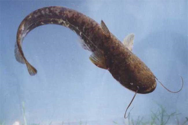 鯰魚增產要采取哪些方法