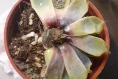 多菌靈可以灌根嗎？一克多菌靈加多少毫升水