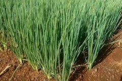 大蔥的品種有哪些，什么時(shí)間種植、怎樣種植