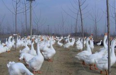 皖西白鵝養(yǎng)殖場地如何選擇、如何飼養(yǎng)與管理？