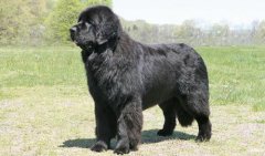 紐芬蘭犬價格多少一只，紐芬蘭犬怎么養(yǎng)？
