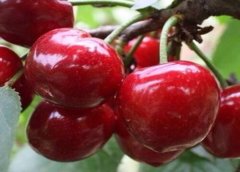 美早櫻桃樹幾年結(jié)果？美早櫻桃種植技術(shù)要點