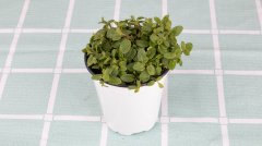 薄荷盆栽可以放臥室嗎？盆栽薄荷怎么養(yǎng)