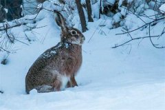 冬季野兔的活動規(guī)律，它冬天什么時候出來？