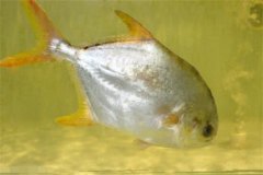 淡水鯧的形態(tài)特征、食性與生長規(guī)律