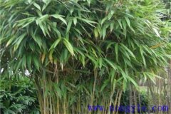 矢竹是什么竹子，矢竹的栽植方法