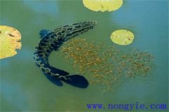 烏魚的產(chǎn)卵季節(jié)、成熟年齡、懷卵量與產(chǎn)卵量