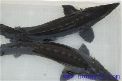 俄羅斯鱘魚(yú)常見(jiàn)病害有哪些，如何防治？
