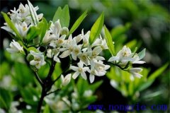 柑橘花期是什么時(shí)候，如何管理、用什么農(nóng)藥