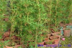 唐竹的特點(diǎn)和用處都有哪些？