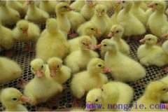剛買(mǎi)回來(lái)的鵝苗如何飼養(yǎng)，如何預(yù)防疾??？