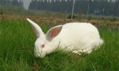 肉兔飼料的來源有哪些？肉兔高效飼料推薦配方