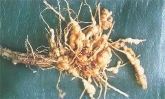 如何防治蒼術(shù)根結(jié)線蟲病，它有危害癥狀？
