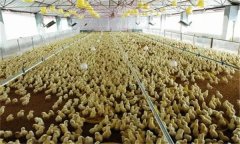 雛雞育雛舍通風(fēng)換氣須注意什么？