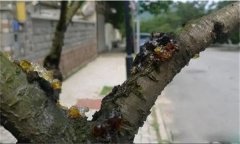 花椒樹流膠病用什么藥防治，如何預(yù)防？